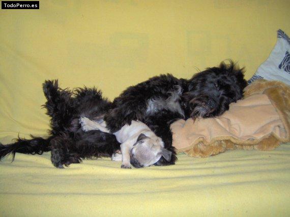 La foto del perro