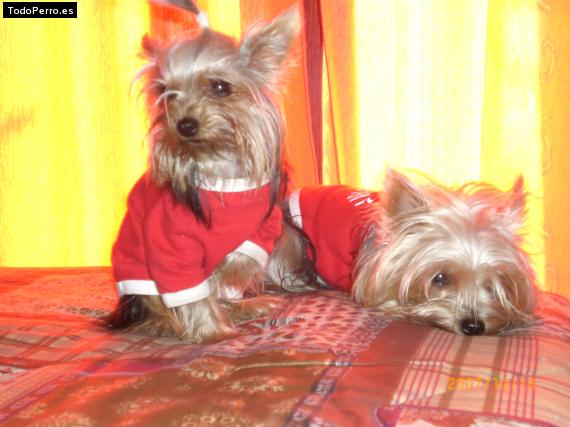 La foto del perro