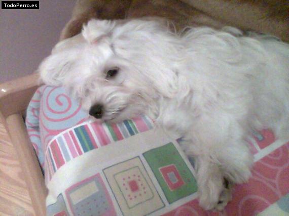 La foto del perro