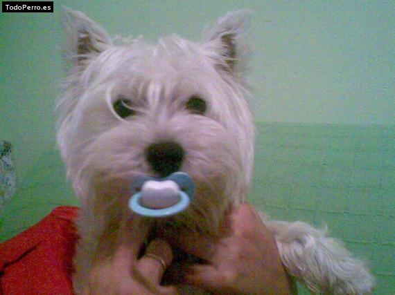 La foto del perro