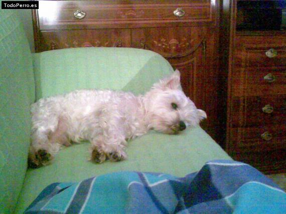 La foto del perro