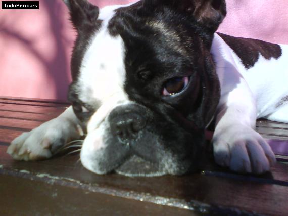 La foto del perro