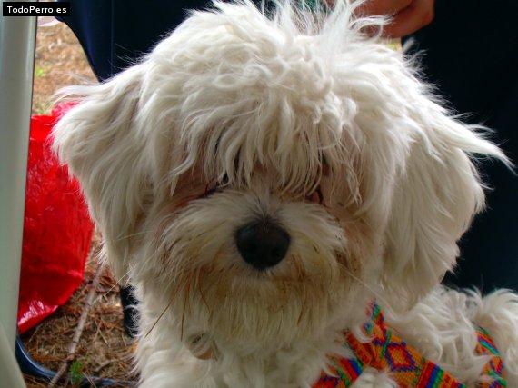 La foto del perro