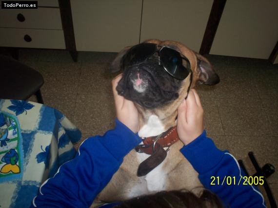 La foto del perro