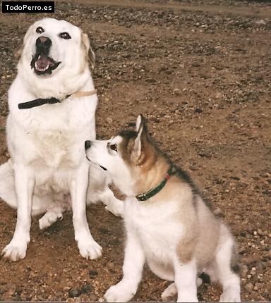 La foto del perro