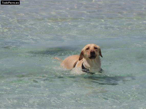 La foto del perro