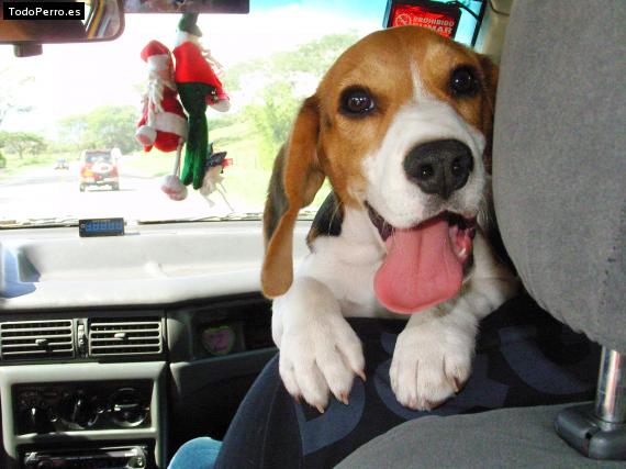 La foto del perro