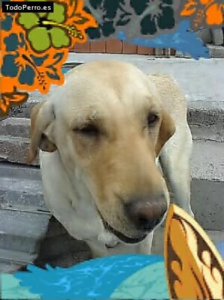 La foto del perro