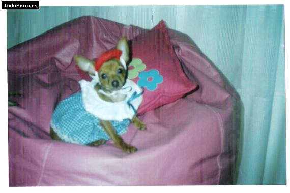La foto del perro
