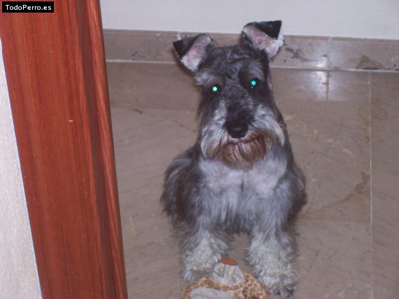 La foto del perro