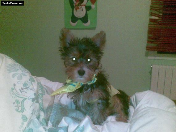La foto del perro