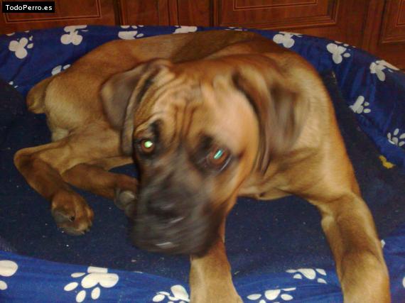 Foto del perro Sultan