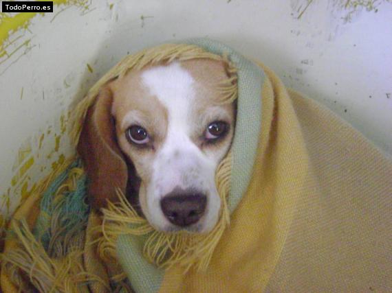 La foto del perro