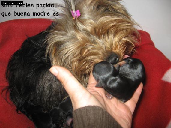 La foto del perro