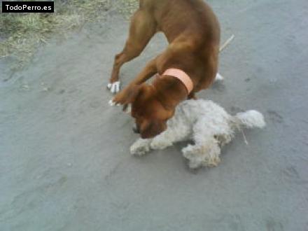 La foto del perro