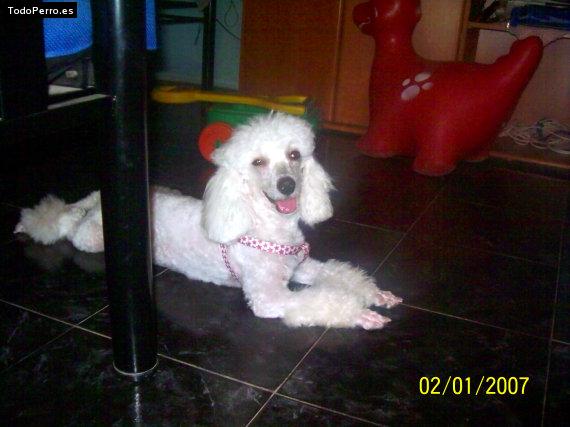 La foto del perro
