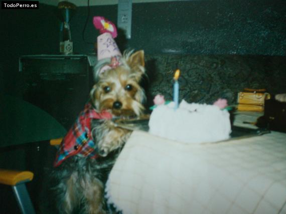 La foto del perro