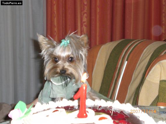 La foto del perro