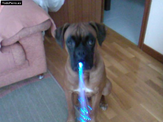 La foto del perro