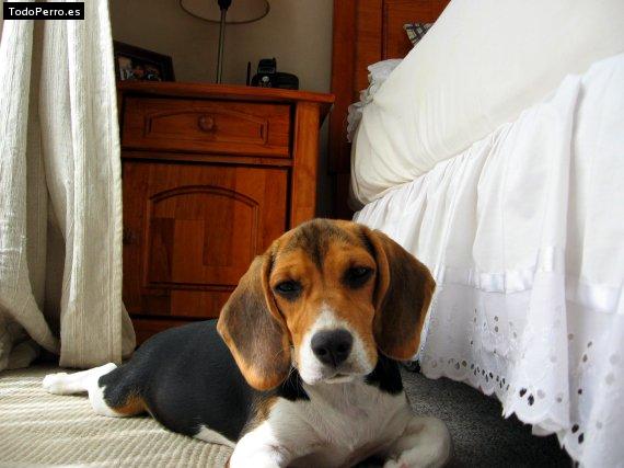 La foto del perro