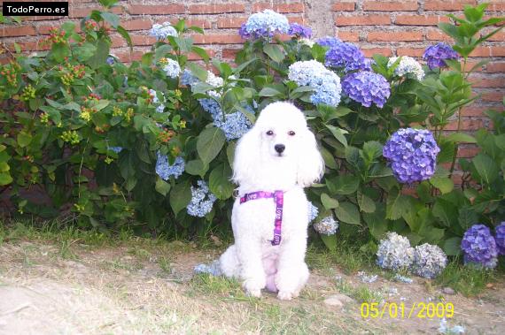 La foto del perro