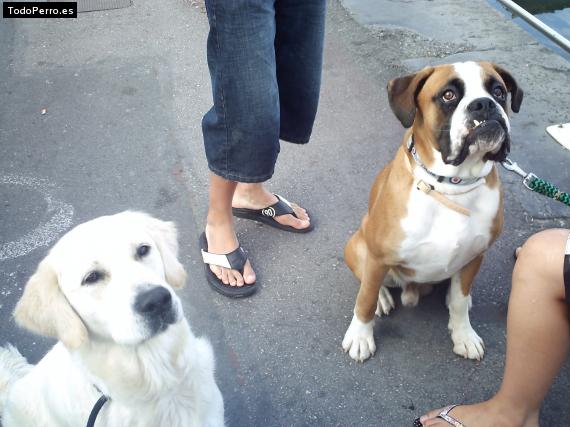 La foto del perro
