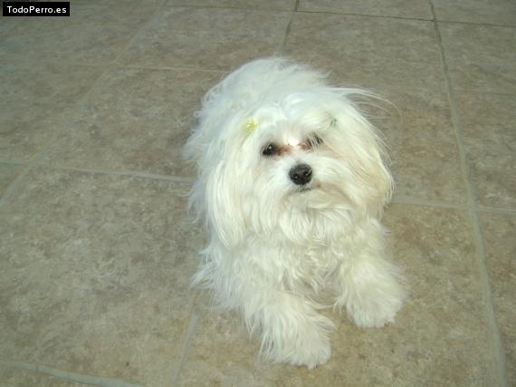 La foto del perro