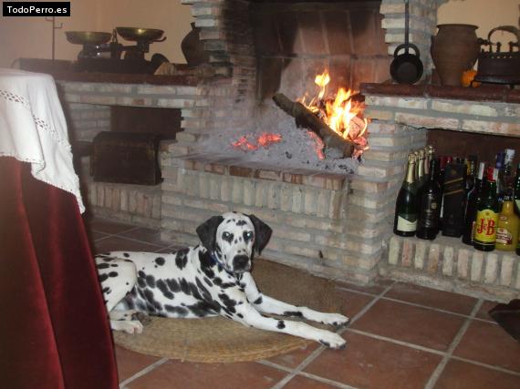 La foto del perro