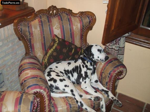 La foto del perro