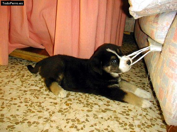 La foto del perro