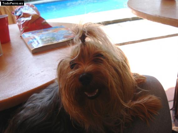 La foto del perro