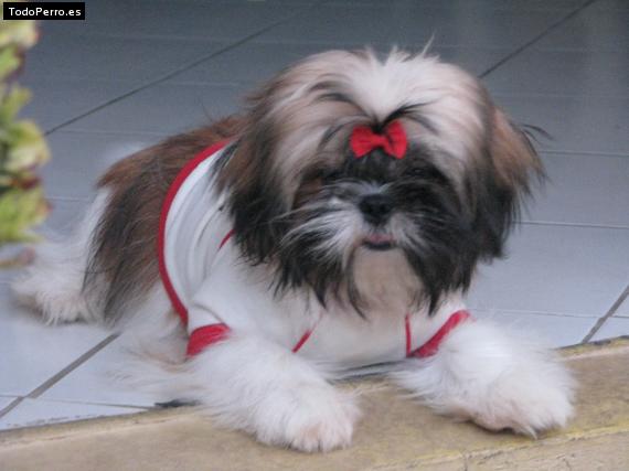 La foto del perro
