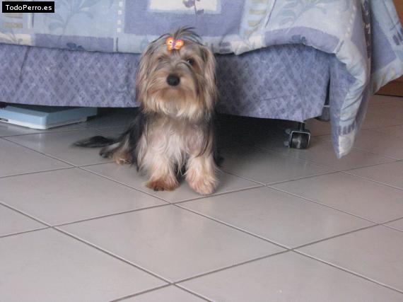 La foto del perro