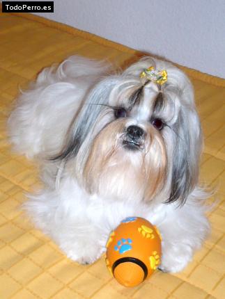 La foto del perro