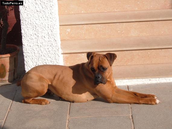 La foto del perro