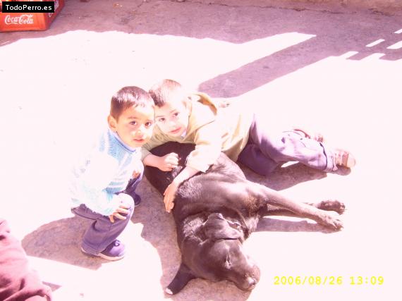 La foto del perro