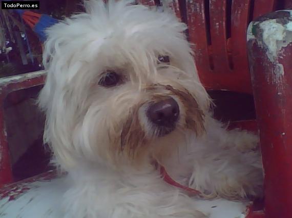 La foto del perro