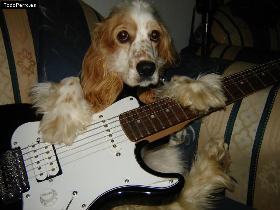 La foto del perro