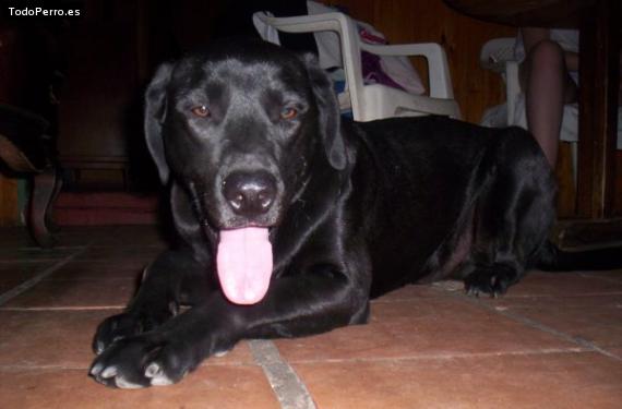 La foto del perro