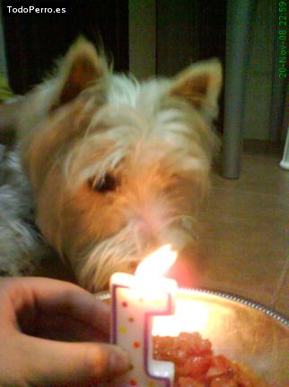 La foto del perro