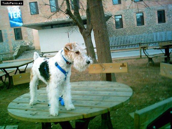 La foto del perro