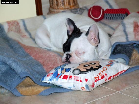 La foto del perro