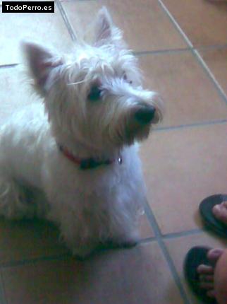 La foto del perro