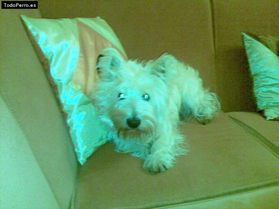 La foto del perro