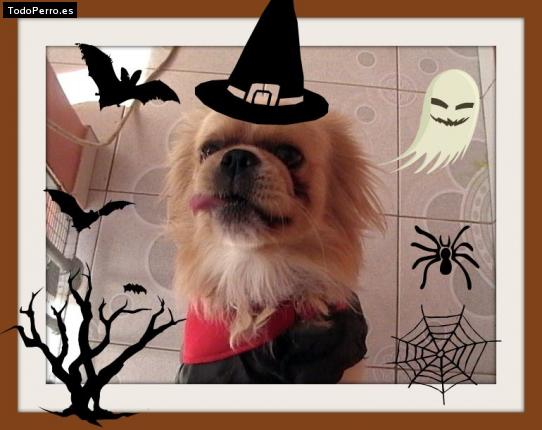 Foto del perro Cliford