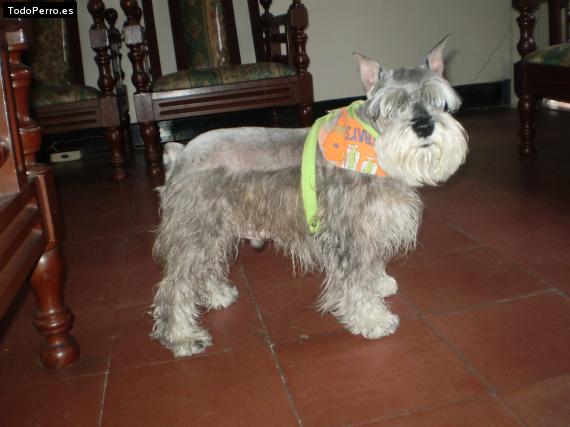 La foto del perro