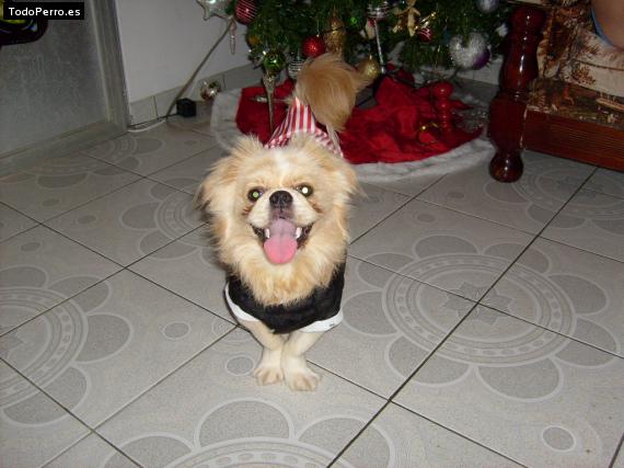 La foto del perro