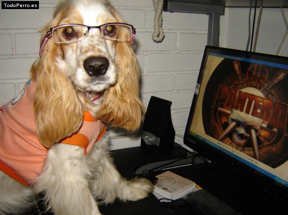 La foto del perro
