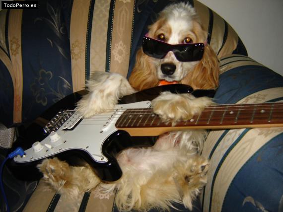 La foto del perro