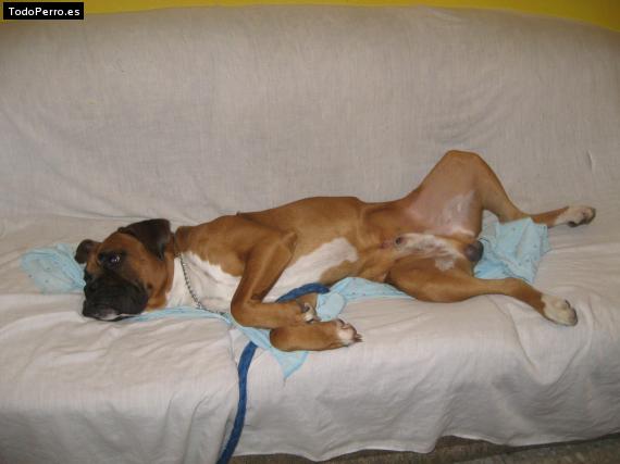 La foto del perro